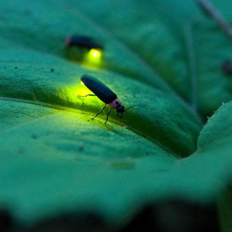 Firefly