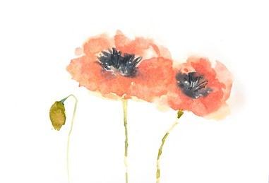 Poppy on white background