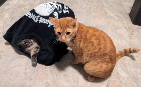 gray cat inside black t-shirt tent with orange cat sitting beside it