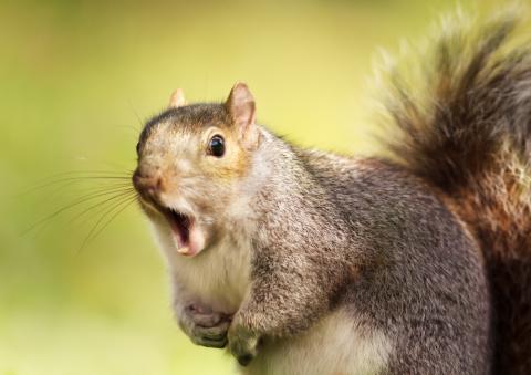 photo of gray squirrel yawning