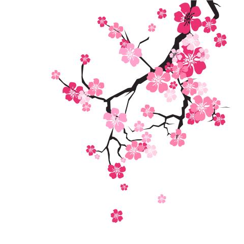 cherry blossom background sakura flowers pink on branch