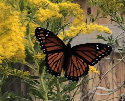 2021 Viceroy butterfly on goldenrod flowers