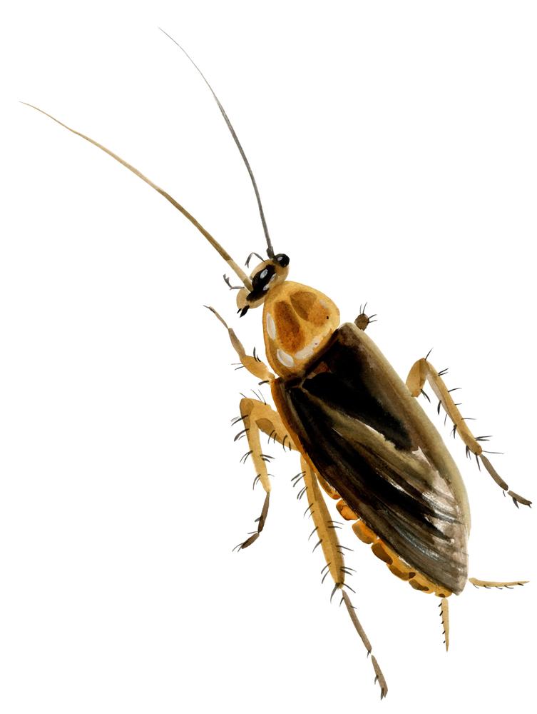 cockroach