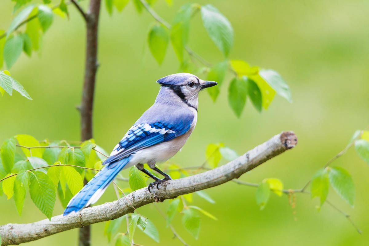 phot of blue bird 