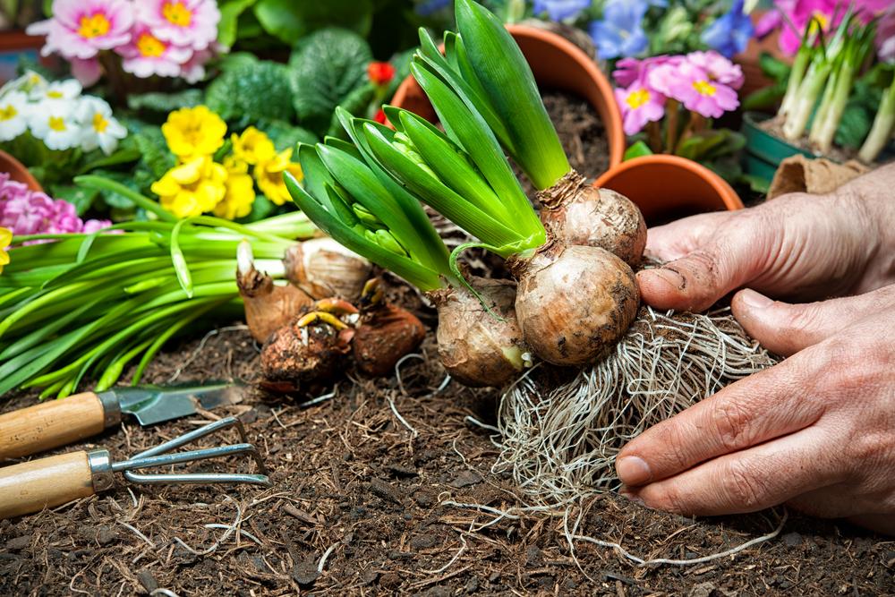 Plant bulbs with roots held by a pair of hands over dirt