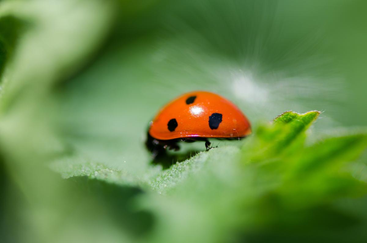 ladybug on a leaf