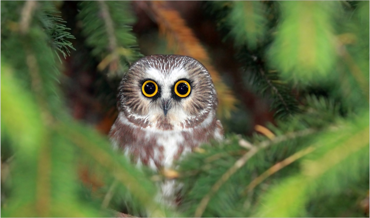 An owl in a tree