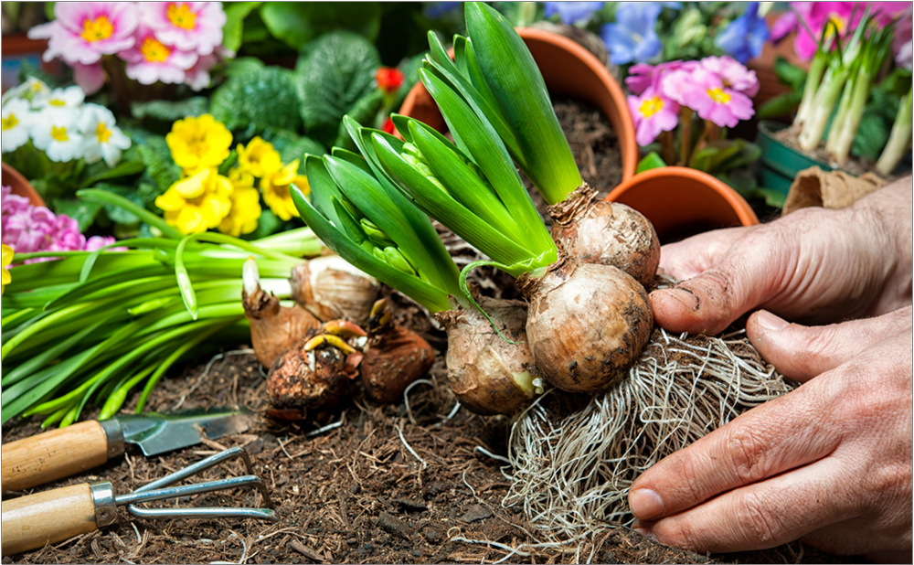 hands planting bulbs in the dirt